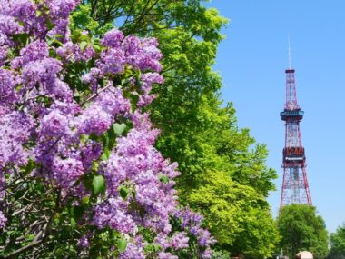 Sapporo Lilac Festival, Odori Park in May