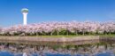 Cherry Blossom in Goryokaku Park, Hakodate,Hokkaido, Japan.