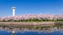Cherry Blossom in Goryokaku Park, Hakodate,Hokkaido, Japan.