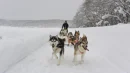 Moonlight Ladies Dog Sledding (Can Rarely Accept Reservations)