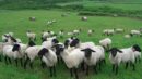 Suffolk Sheep Hokkaido